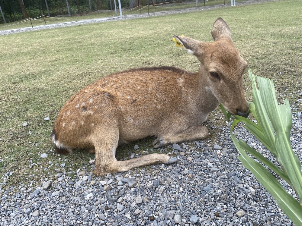 宜蘭班比山丘餵養小鹿
