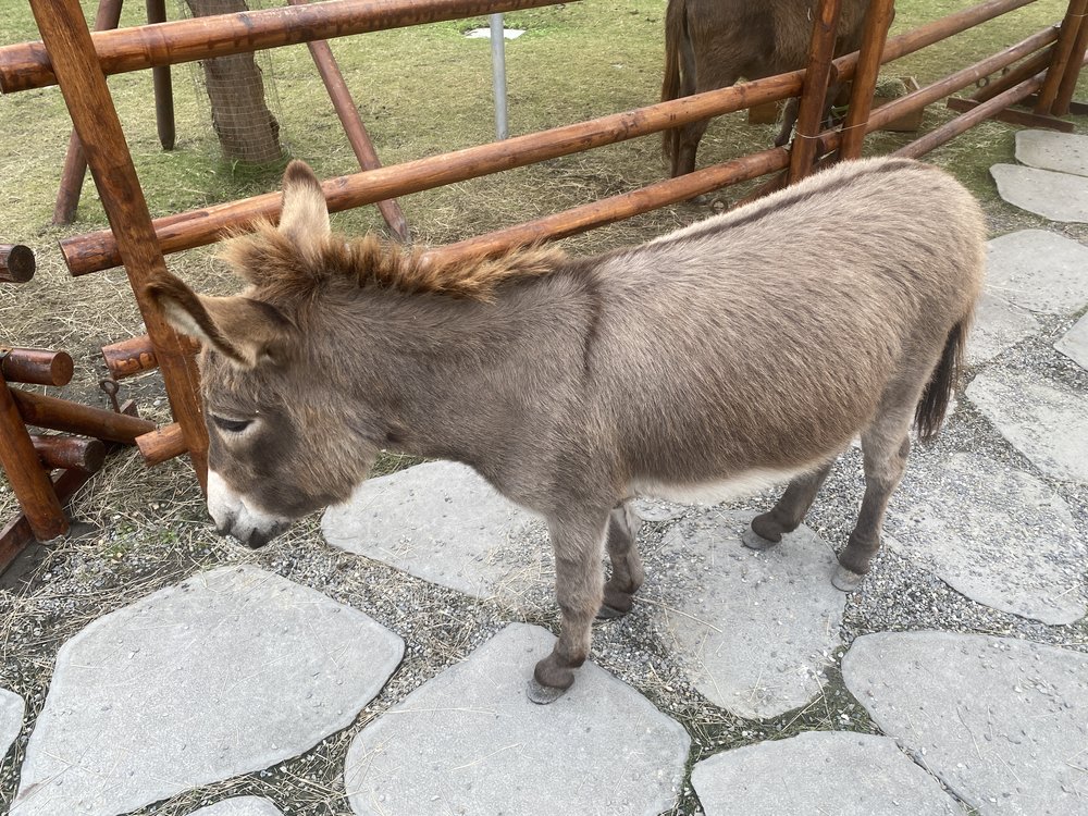 宜蘭班比山丘迷你驢