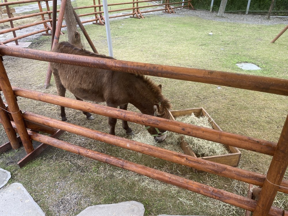 迷你驢吃飯飯