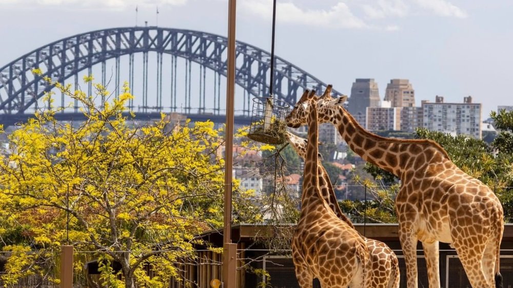 The Ultimate Guide to Taronga Zoo for the Best Trip Ever Klook Travel