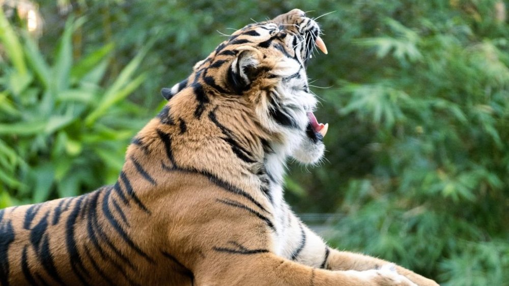 Taronga Zoo Sumatran Tiger