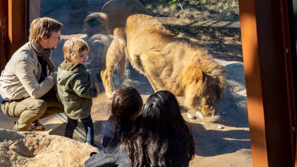 Taronga Zoo Lions