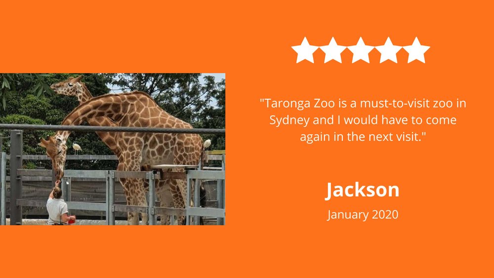 The Ultimate Guide to Taronga Zoo for the Best Trip Ever Klook Travel