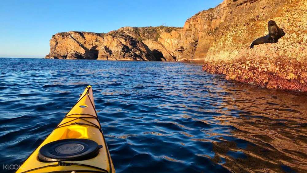 Let the tour guide lead the way and show you the best spots in Jervis Bay!