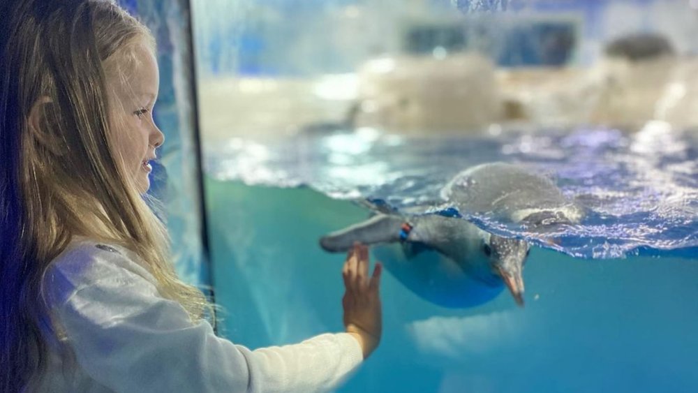 The kids will enjoy interacting with marine creatures at SEA LIFE. Image credits: @sofi_newzealand on Instagram