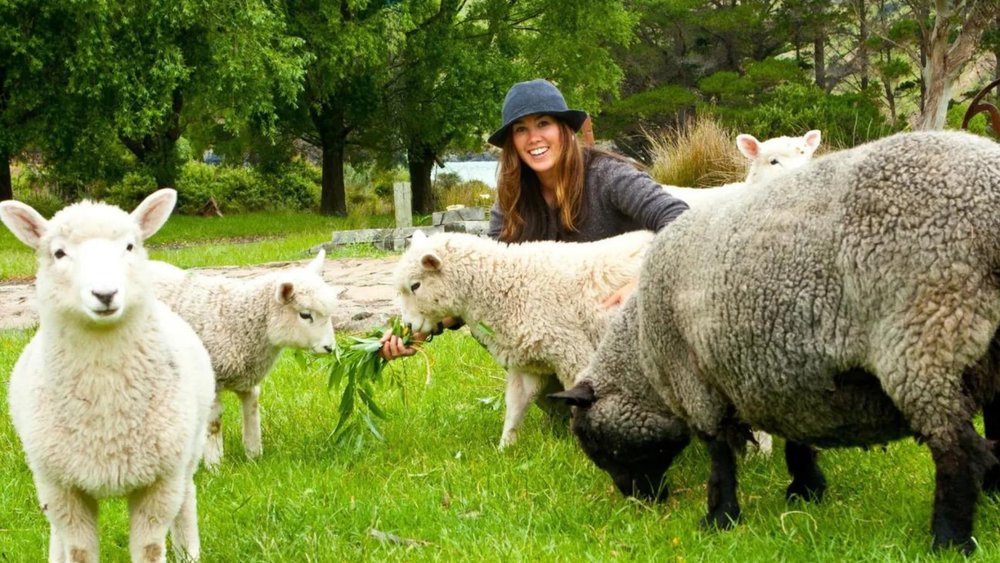 Pet the cute sheep in Akaroa!