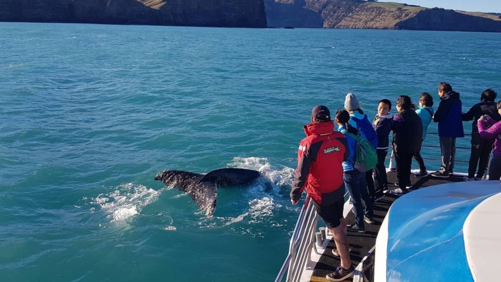 Cruise along the waters of Akaroa Harbour! Credits: @cetacean_skipper 