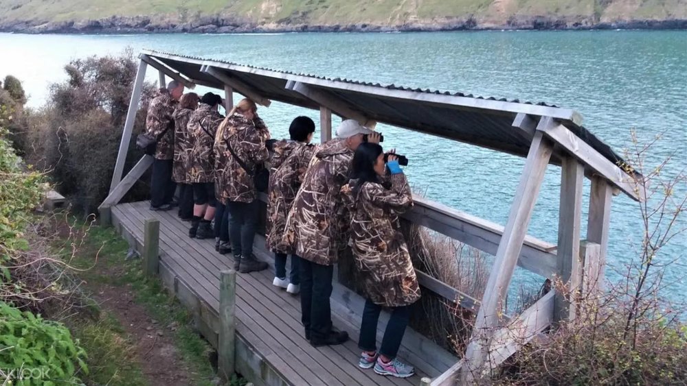 To avoid disturbing the penguins, guests must observe from a distance.