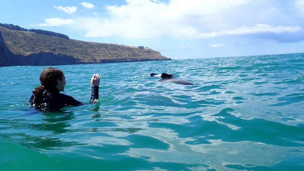 Get up close and personal with the smallest dolphins in the world! Credits: @taliadinstein