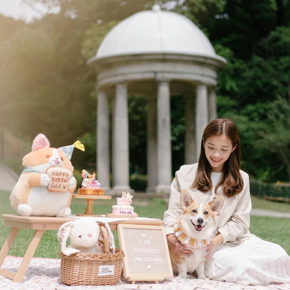 山頂公園的草地甚適合來野餐。(Instagram @corgi.chacha)