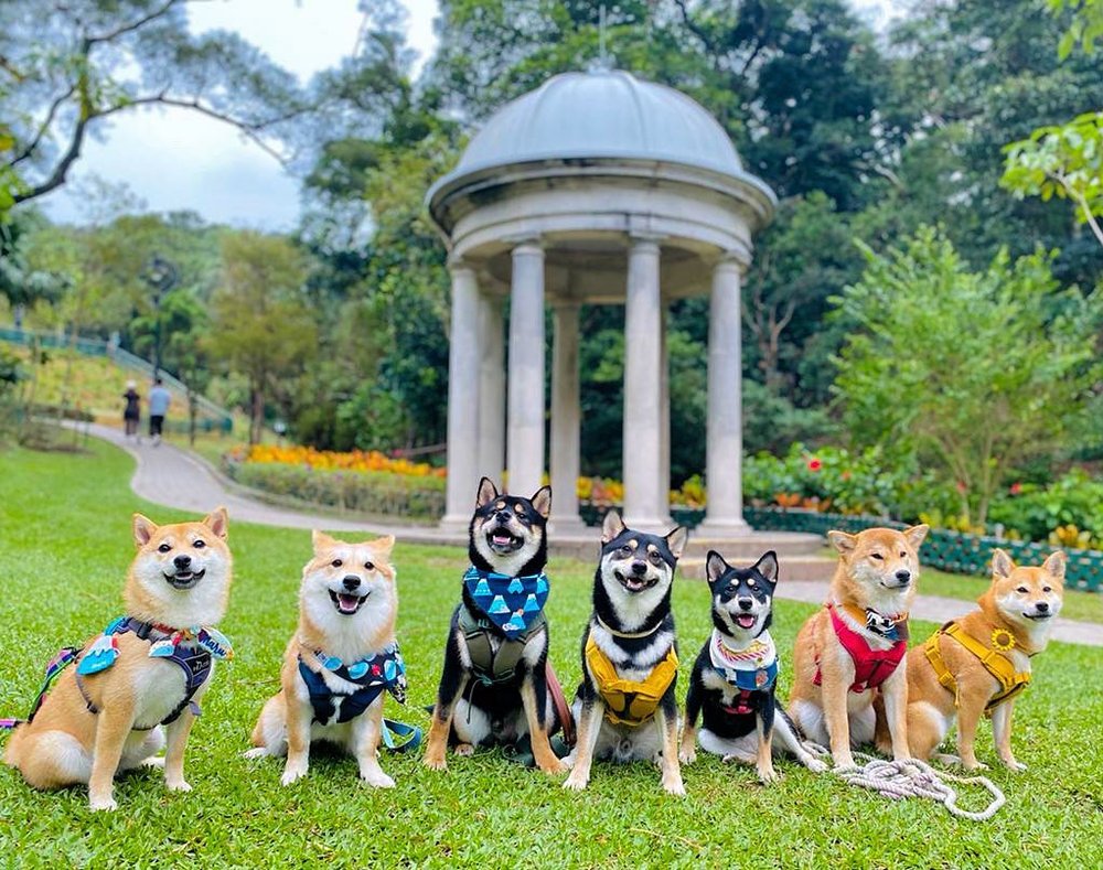 大片的草地亦常吸引汪星人來打卡。(Instagram @ngfanam_1210)