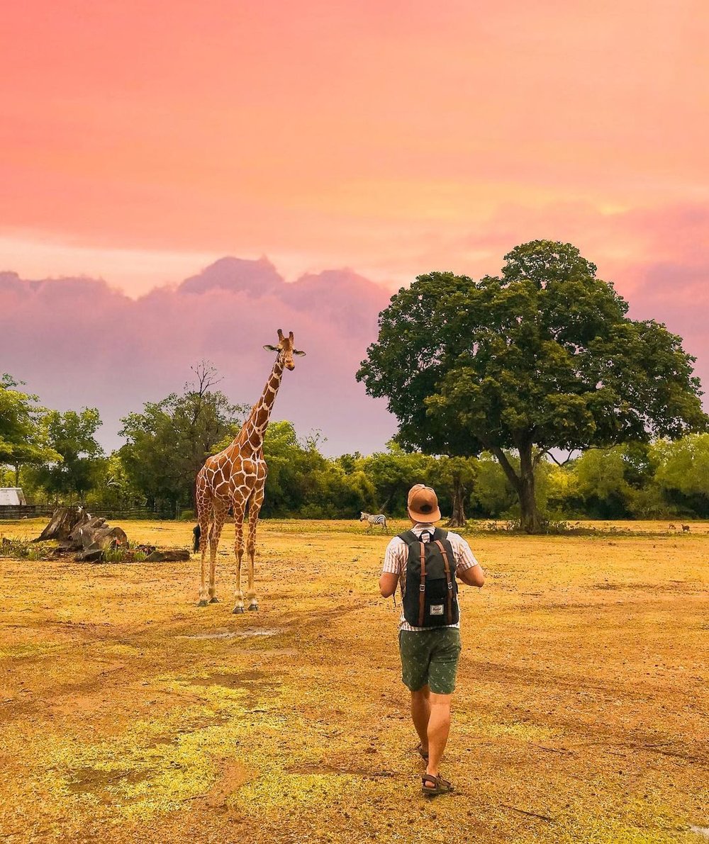 man with backpack approaching giraffe