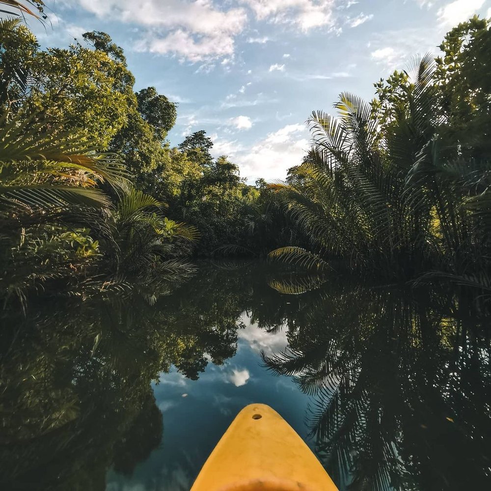 kayaking in mangrove forest