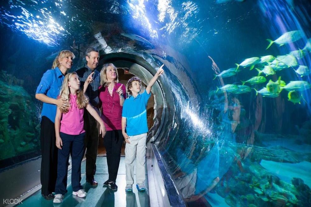 Feel like a mermaid under the sea at Florida’s only 360-degree ocean tunnel.