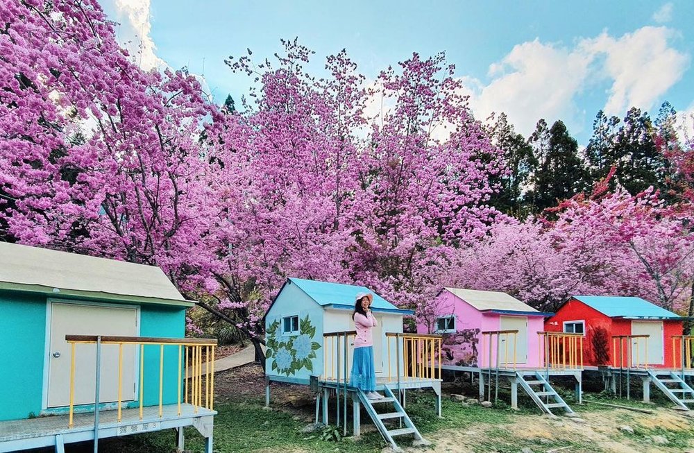 武陵農場推薦住宿：武陵農場露營區