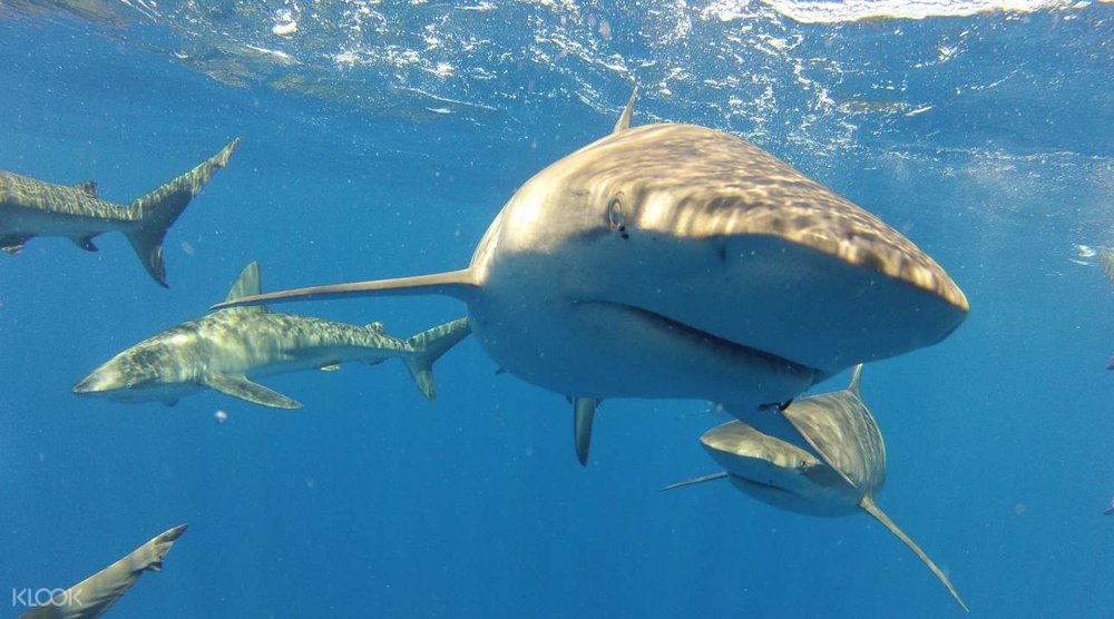 Did someone say Jaws? These creatures aren’t movie props―they bite!