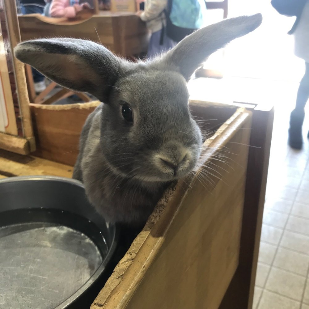 5621 マザー牧場　ウサギ Mother Farm Rabbit