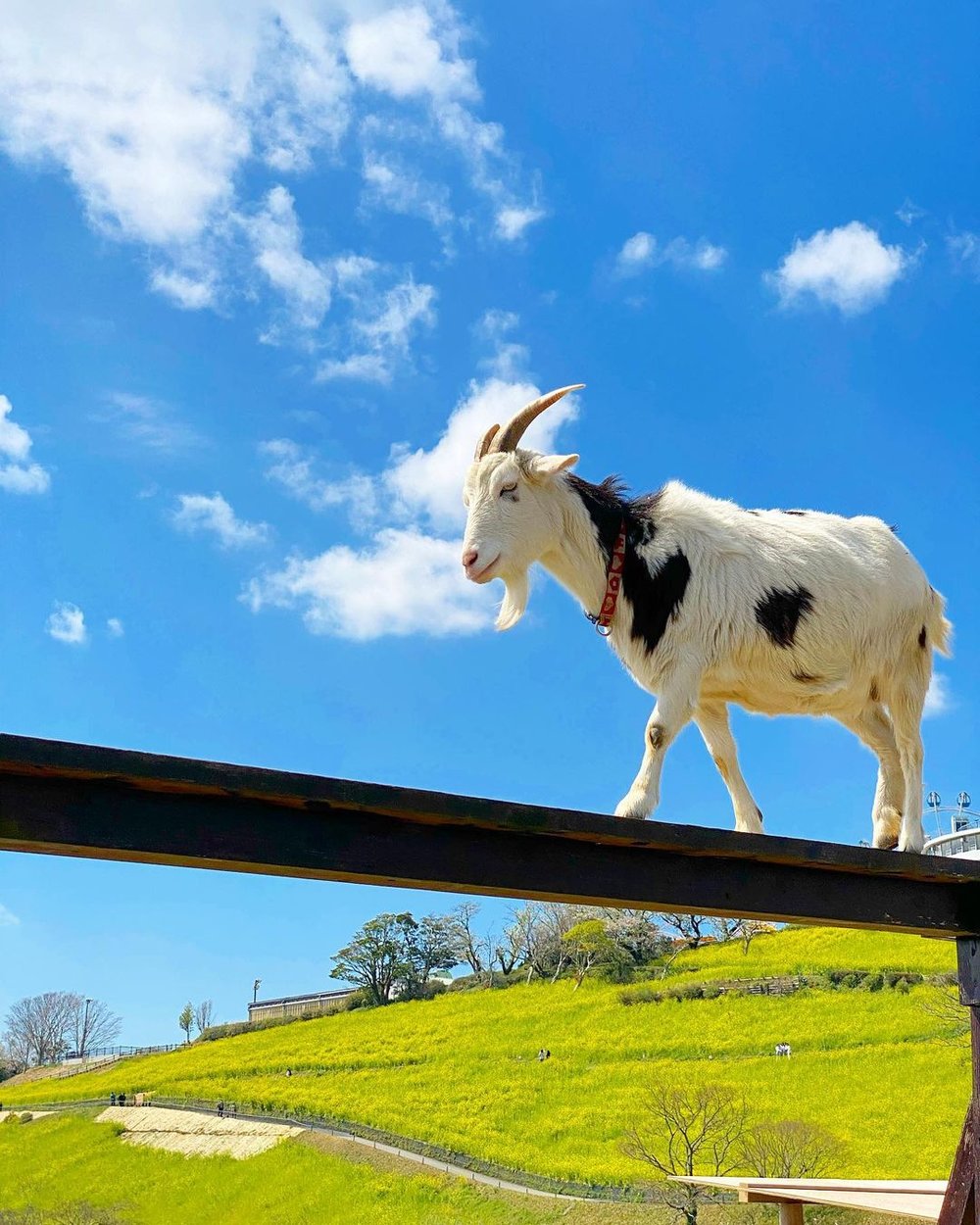 5621 マザー牧場 ヤギ disney_sya