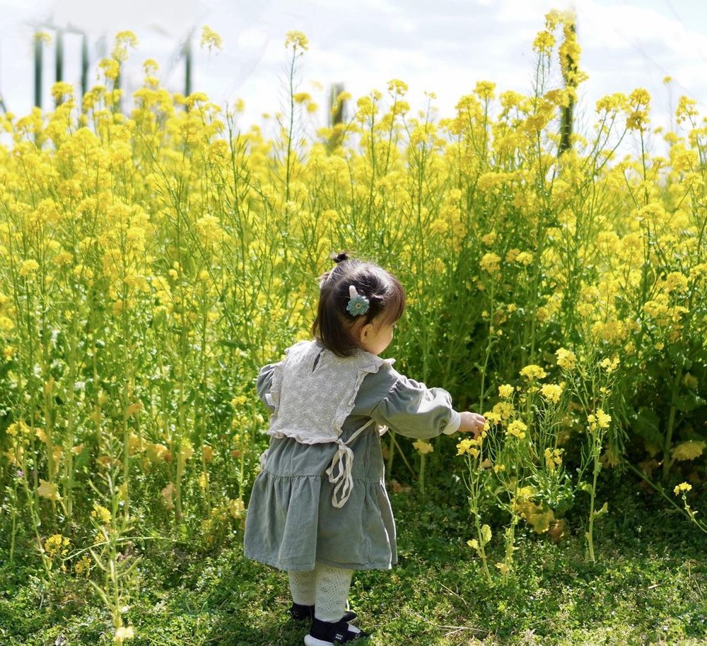5621 マザー牧場 菜の花 @koko_1004 (instagram)