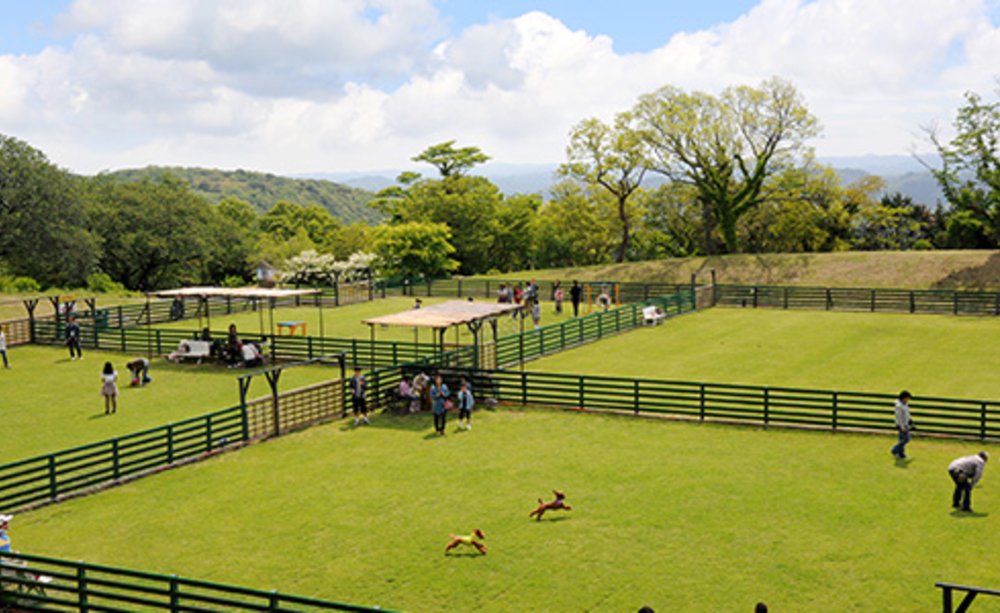 5621 マザー牧場 ドッグラン