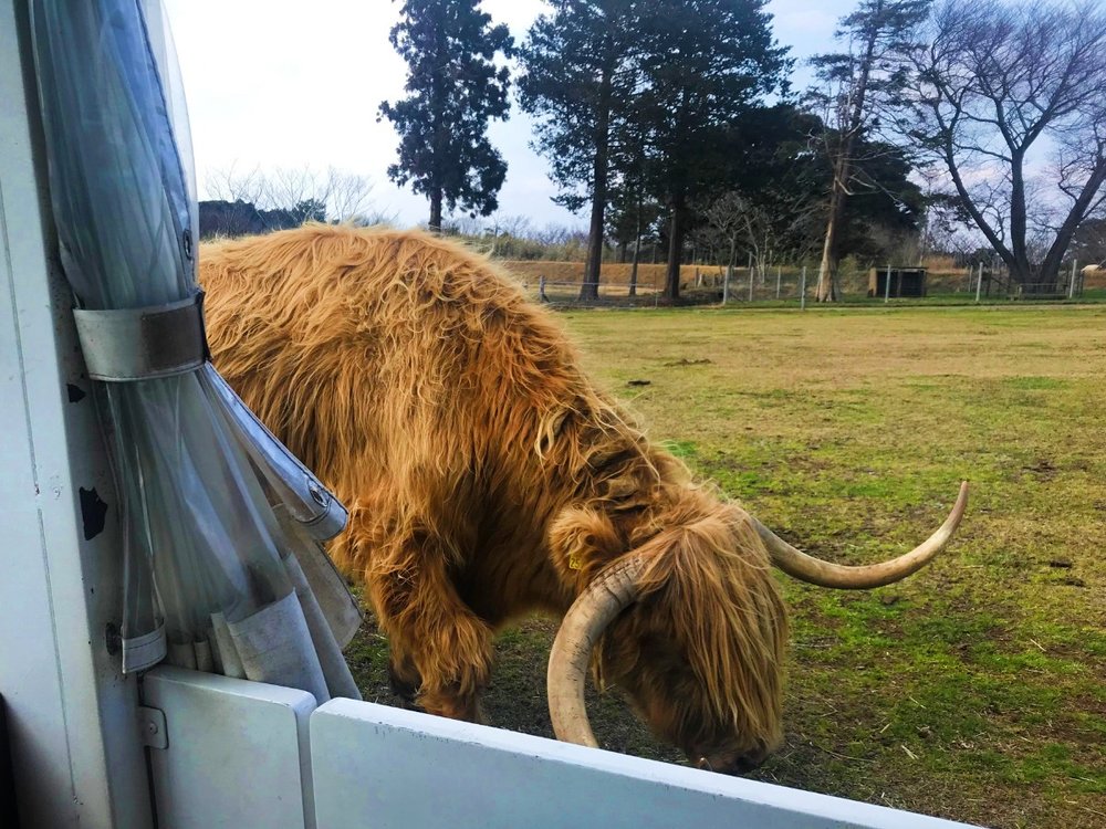 5621 マザー牧場 スコティッシュハイランドキャトル