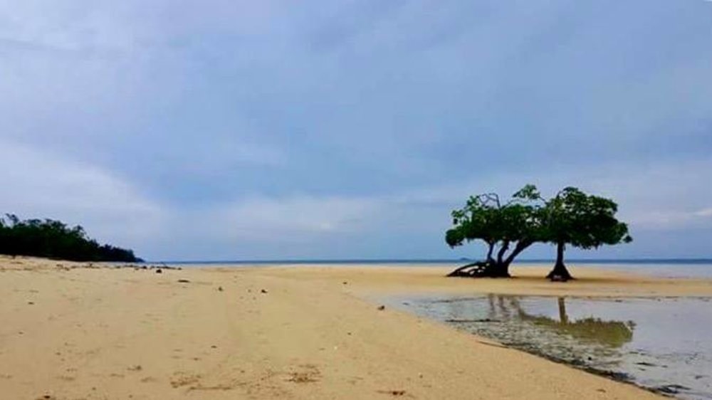 sand bar with trees