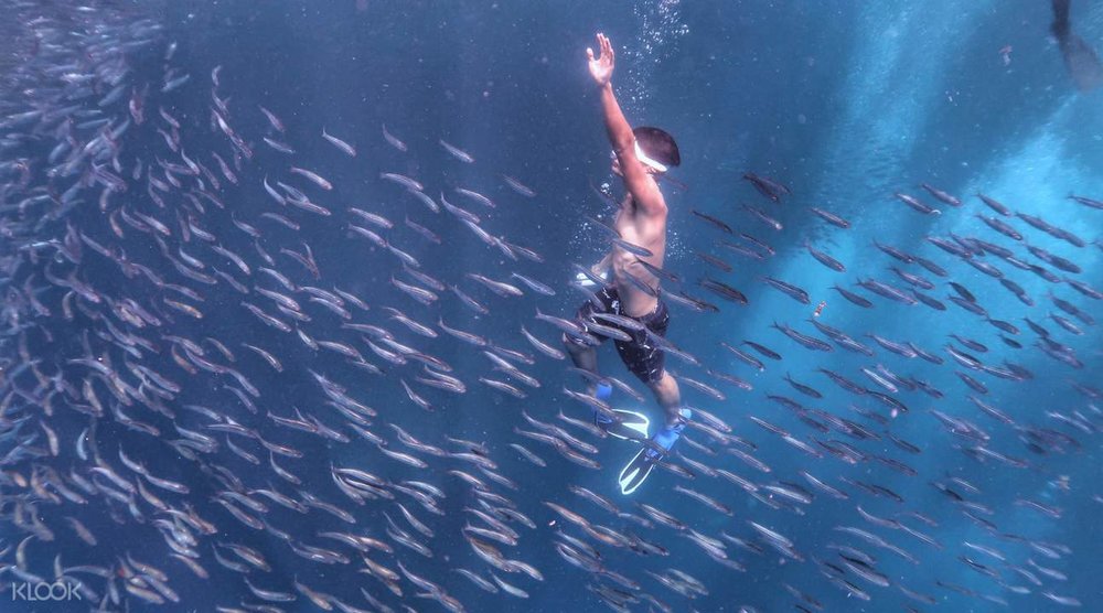 man swimming sardine run