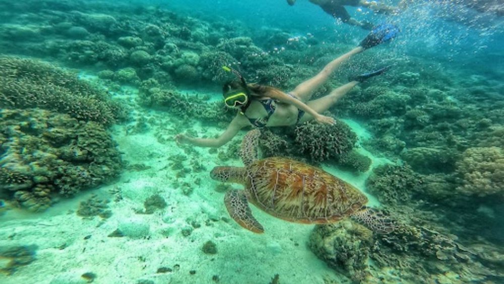 woman swimming underwater with turtle