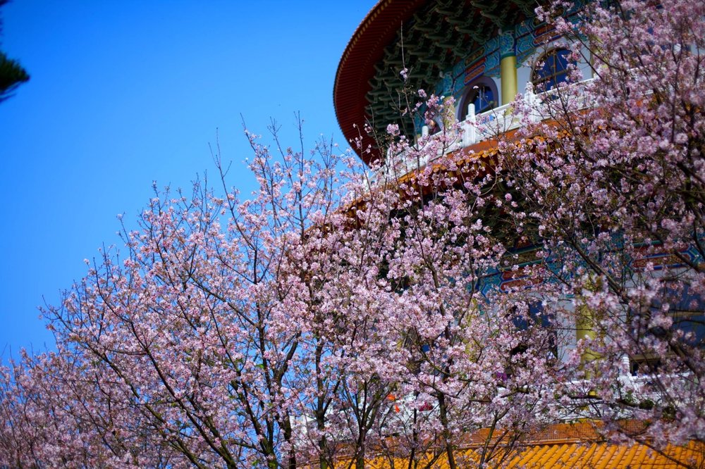 櫻花景點：淡水天元宮