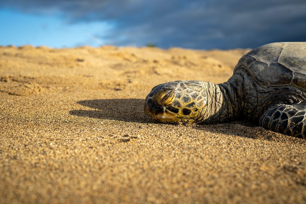 These sea turtles are actually one of the few (possibly the only) reptile species native to the islands