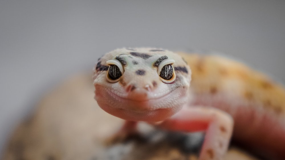 An image of Gecko as an inspiration.