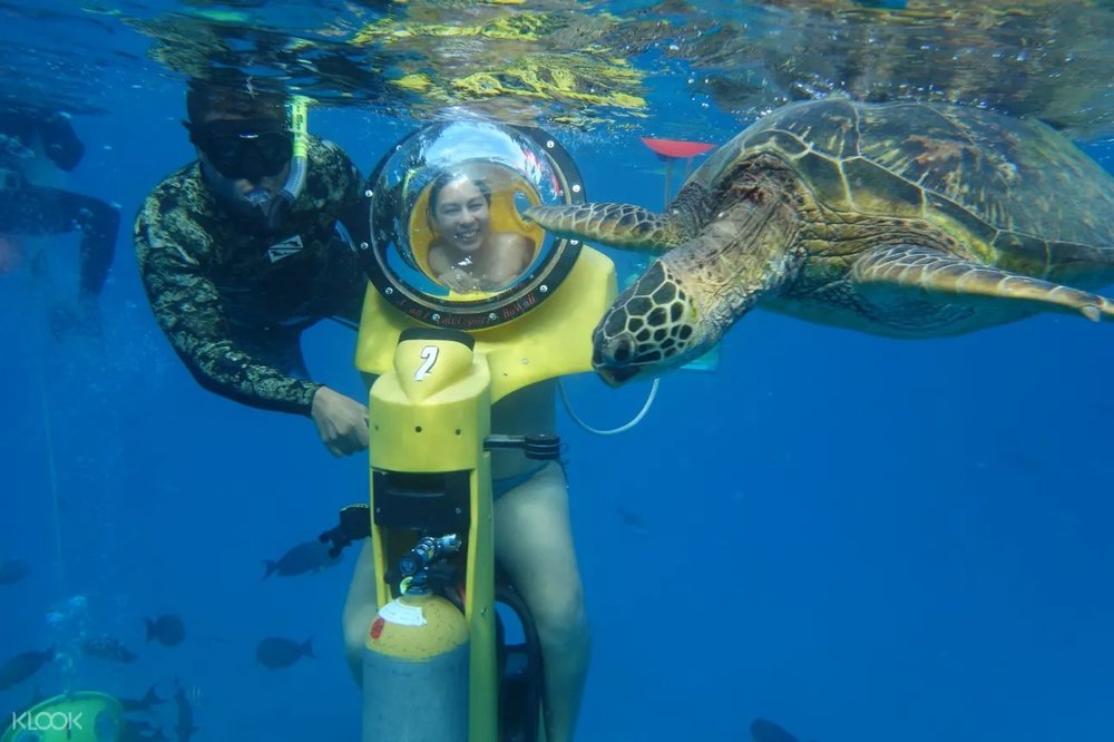 Meet the green sea turtles of Hawaii and even interact with them during the experience