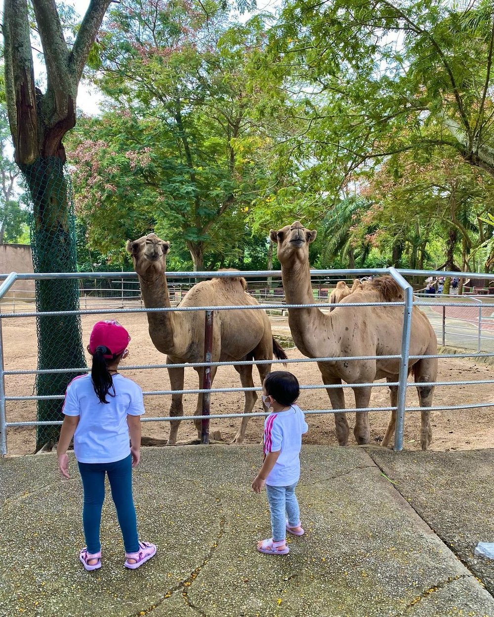 best things to do in melaka a'famosa safari wonderland zoo