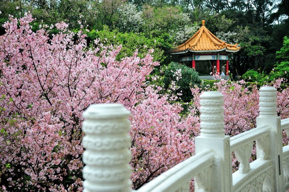 天元宮櫻花賞櫻攻略