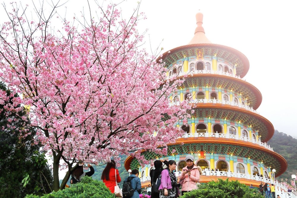 淡水櫻花：天元宮