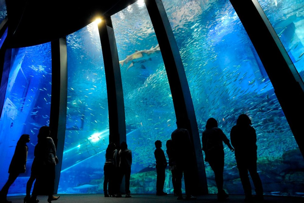 7891 八景島シーパラダイス　イワシイリュージョン