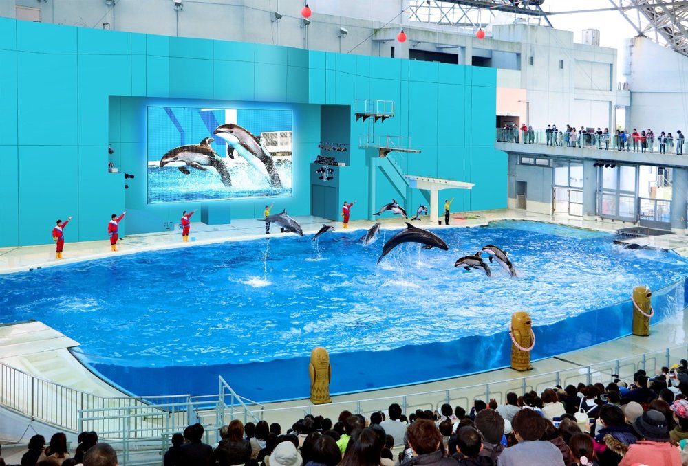 7891 八景島シーパラダイス　イルカショー