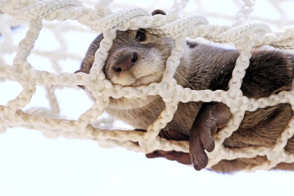 7891 八景島シーパラダイス　カワウソ