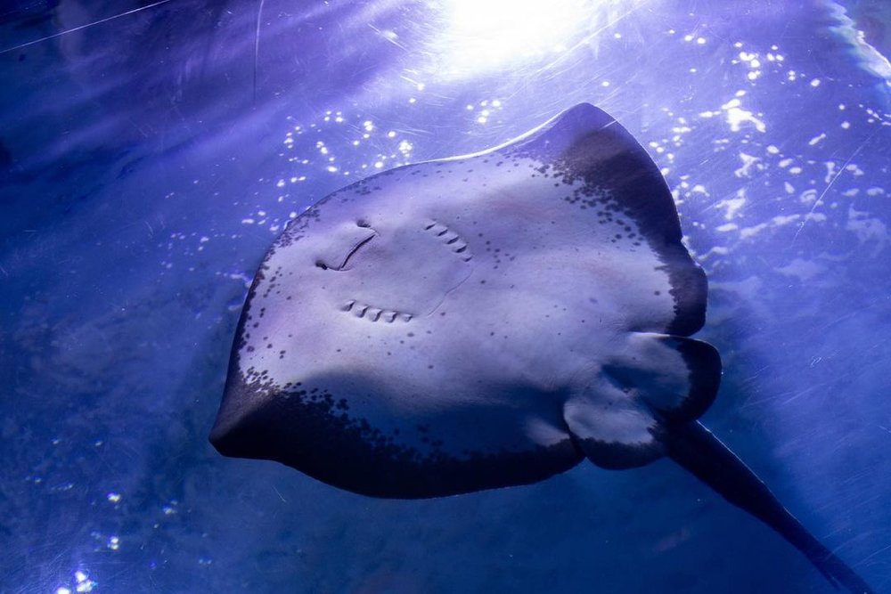 7891 八景島シーパラダイス　エイ @doraphotodora