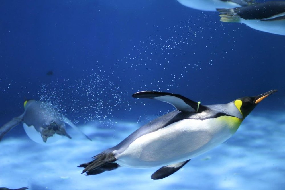 7891 八景島シーパラダイス　ペンギン @kw_cr4