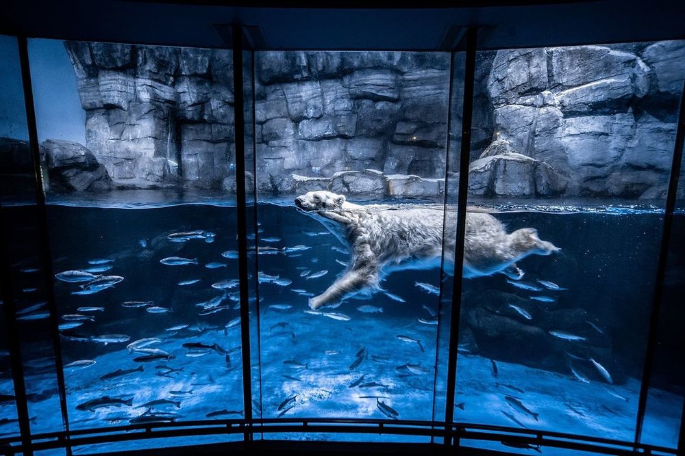 7891 八景島シーパラダイス　しろくま　@niko_ako_nino