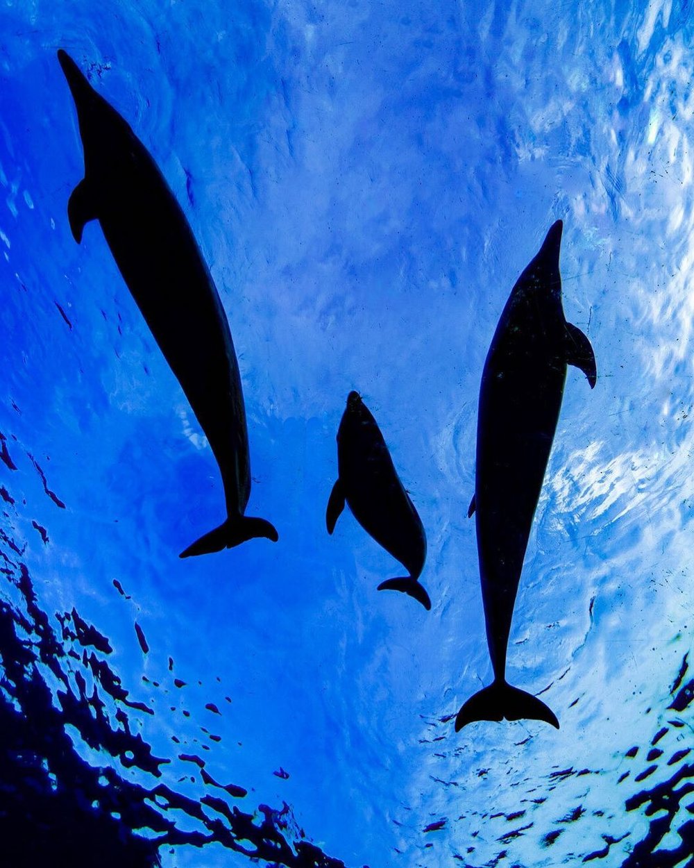 7891 八景島シーパラダイス　イルカ親子 @teruru112