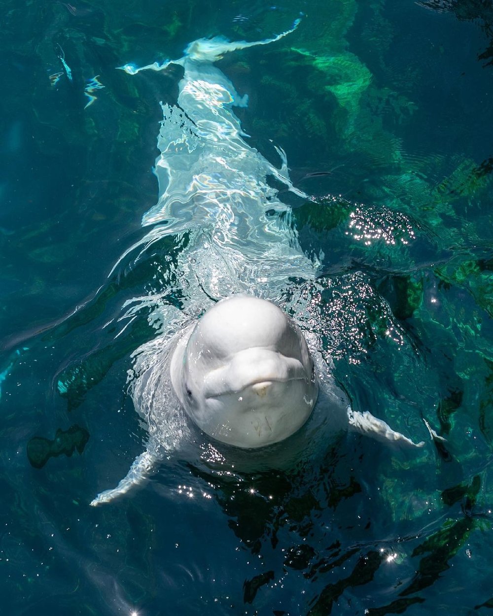 7891 八景島シーパラダイス シロイルカ @doraphotodora