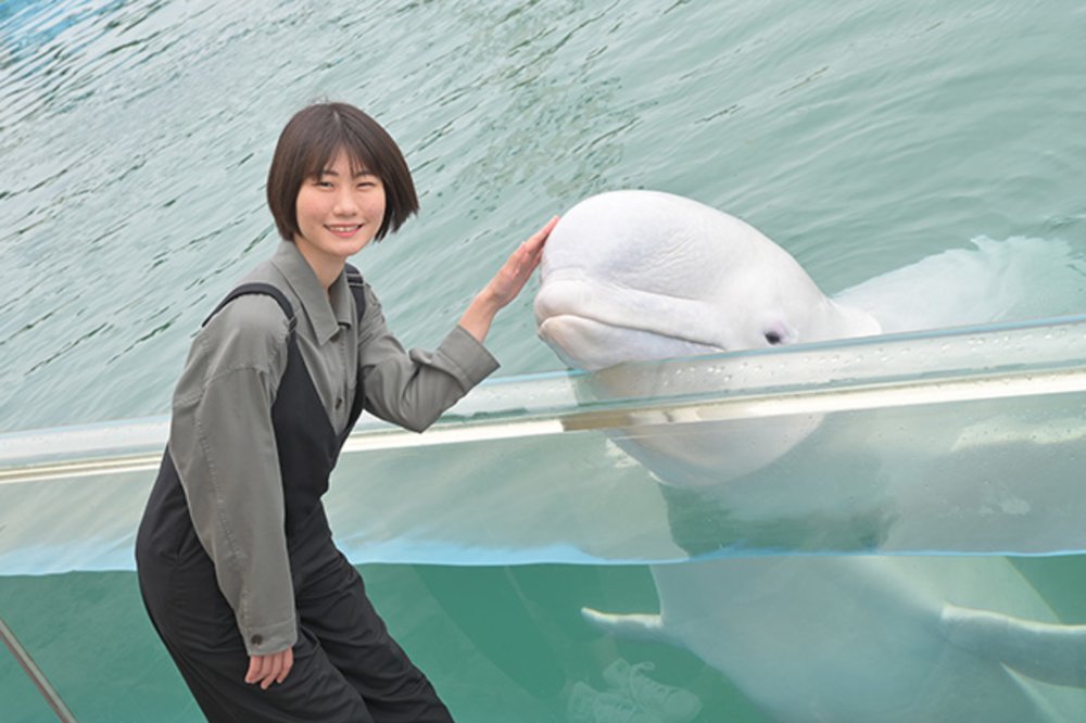 7891 八景島シーパラダイス　シロイルカ　体験