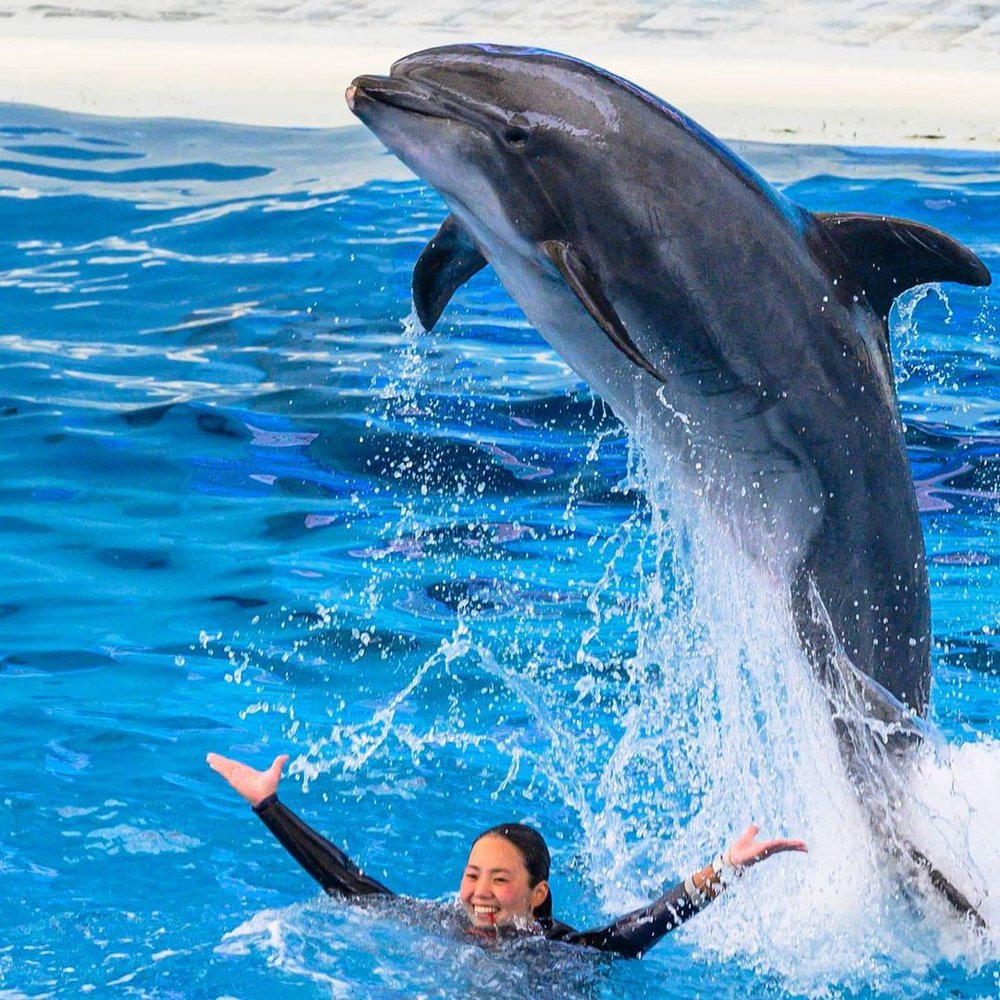 7891 八景島シーパラダイス　イルカトレーナー @z_nikonyuki