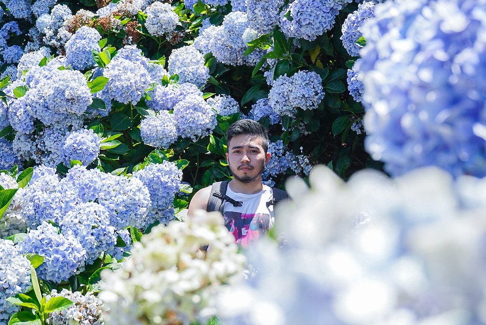 陽明山花季:高家繡球花