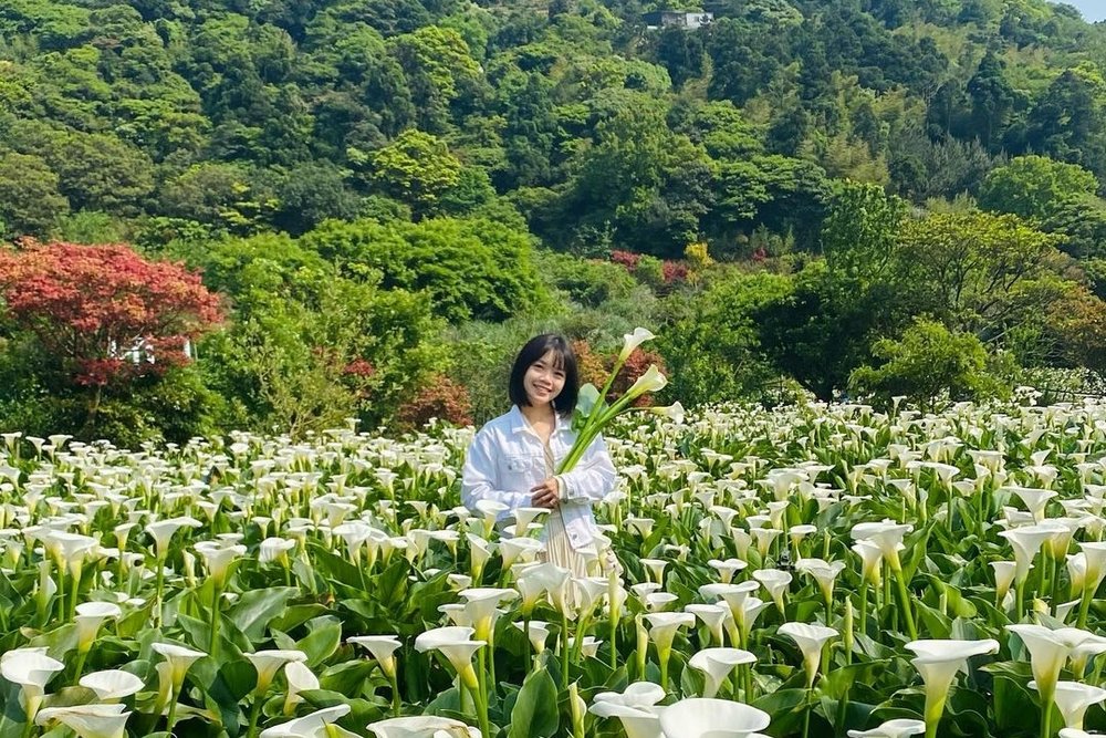 陽明山花季:海芋季