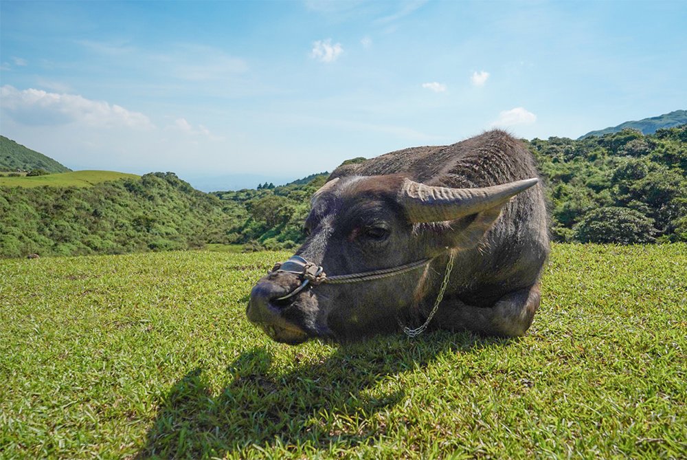 陽明山必去:擎天崗
