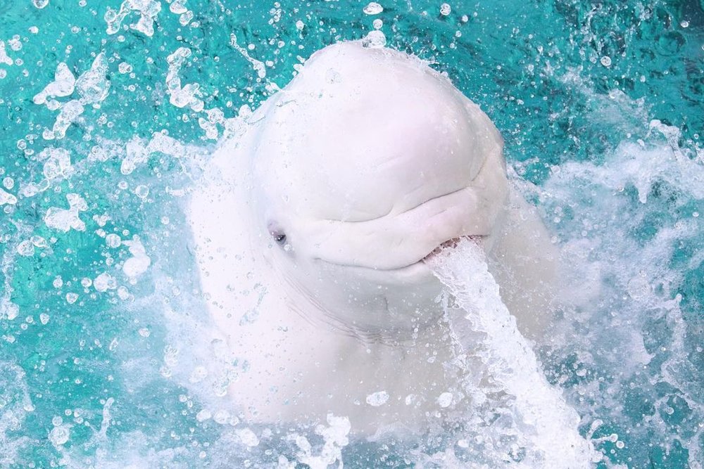 7891 八景島シーパラダイス　シロイルカ