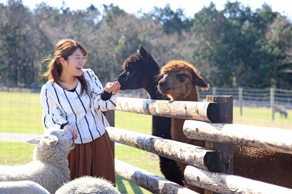 5621 マザー牧場 アルパカ 餌やり